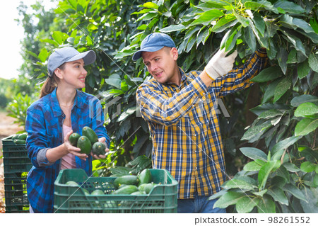 Happy young man and woman farmers harvesting avocados in garden Happy young man and woman farmers harvesting avocados in garden 98261552