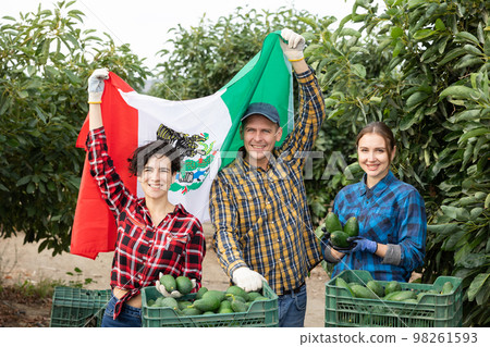 Farmers posing with harvest of avocado and waving flag of Mexican in orchard 98261593