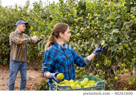 Positive busy young woman farmer in plaid shirt gathering, harvesting fresh lemons in orchard in autumn 98261600