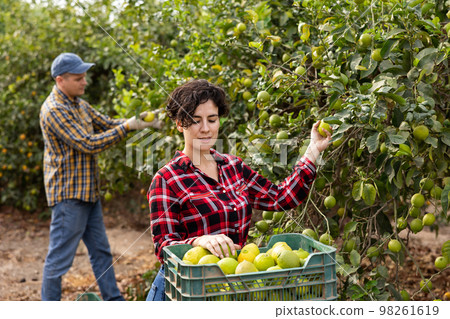Delighted farmers picking lemons in fruit farm Delighted farmers picking lemons in fruit farm 98261619