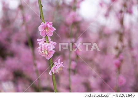 鈴鹿森林公園的梅花 鈴鹿森林公園的梅花 98261640