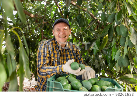 Positive gardener picking avocados from green leafy tree Positive gardener picking avocados from green leafy tree 98261658