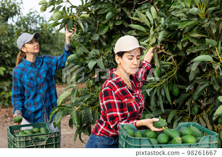 Female hired employee harvesting avocado in garden Female hired employee harvesting avocado in garden 98261667