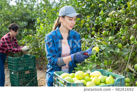Female farmer holding branches of lemon tree with lemons, picking fruits during harvesting season 98261692