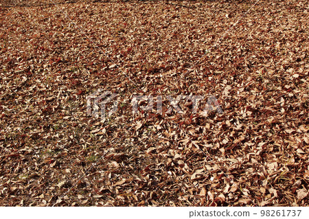 Fallen leaves _ autumn 98261737