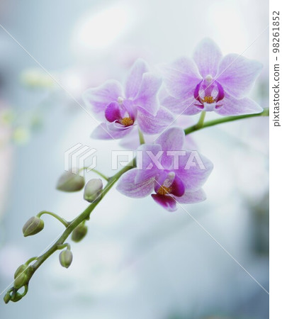 美麗的粉紅色蘭花 美麗的粉紅色蘭花 98261852