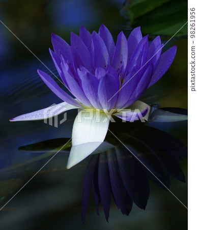 Beautiful water lilies floating in the water 98261956