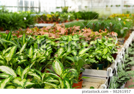 Potted plants of dieffenbachia with yellow green leaves for sale Potted plants of dieffenbachia with yellow green leaves for sale 98261957