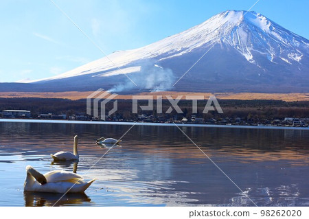 富士山腳下的野火和天鵝在山中湖嬉戲的冬季景色 98262020