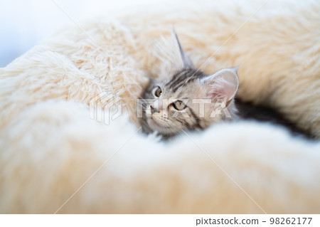 A kitten of Maine Coon A kitten of Maine Coon 98262177