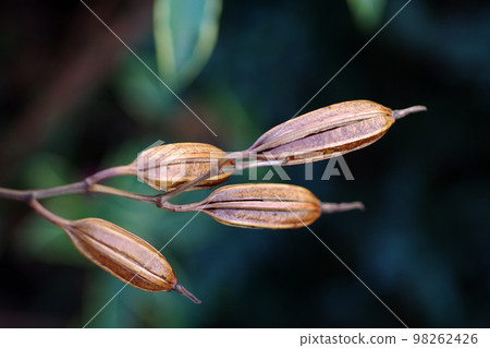 冬枯的複活節百合 (Teppo lily) 的豆莢是澀的 冬枯的複活節百合 (Teppo lily) 的豆莢是澀的 98262426