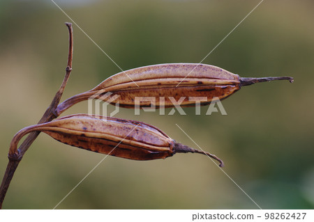 冬枯的複活節百合 (Teppo lily) 的豆莢是澀的 98262427