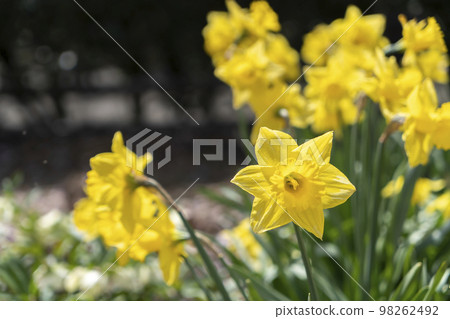 鈴鹿之森公園的水仙花 98262492