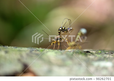 Giant bee Giant bee 98262701