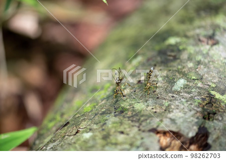 Giant bee Giant bee 98262703