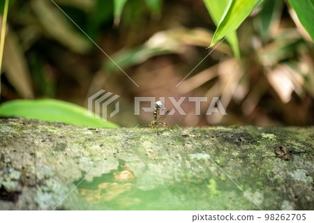 巨蜂 巨蜂 98262705