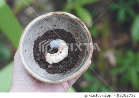 情人節手工巧克力糖果犀牛甲蟲幼蟲巧克力和曲奇土 98262752