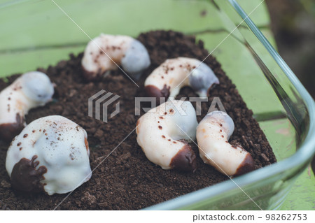 情人節手工巧克力糖果犀牛甲蟲幼蟲巧克力和曲奇土 98262753