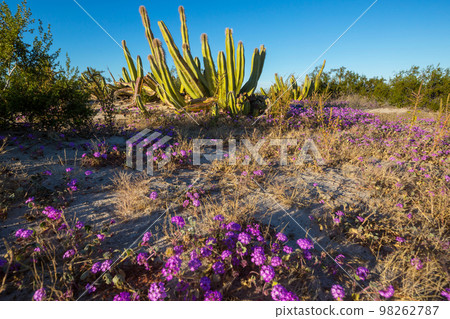 Cactus in Mexico Cactus in Mexico 98262787