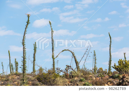 Cactus in Mexico 98262789