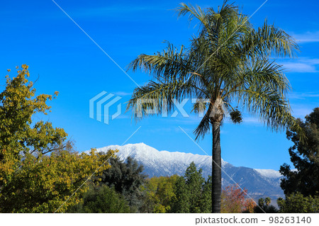 加州雪景和棕櫚樹 加州雪景和棕櫚樹 98263140