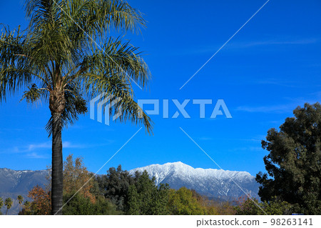 加州雪景和棕櫚樹 加州雪景和棕櫚樹 98263141
