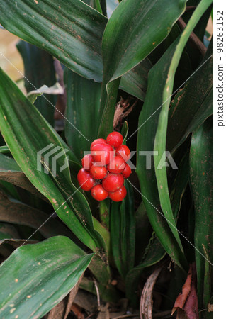 大本的紅色漿果像紅珊瑚一樣美麗。 98263152
