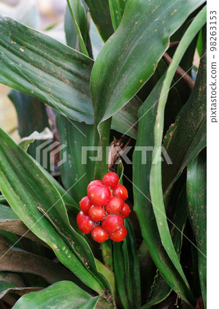 大本的紅色漿果像紅珊瑚一樣美麗。 98263153