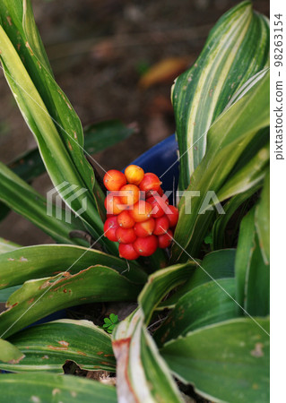 大本的紅色漿果像紅珊瑚一樣美麗。 98263154