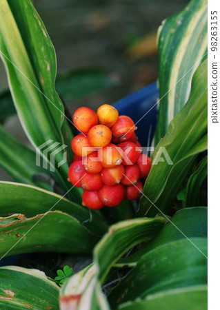 大本的紅色漿果像紅珊瑚一樣美麗。 98263155