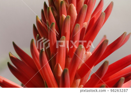 Aloe flowers are blooming vigorously, enduring the cold of winter Aloe flowers are blooming vigorously, enduring the cold of winter 98263287