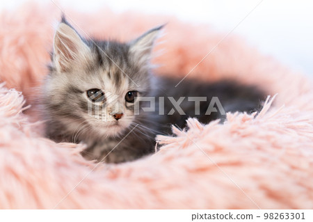 緬因浣熊的小貓 緬因浣熊的小貓 98263301