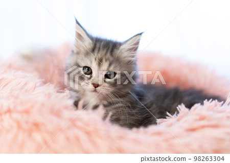 緬因浣熊的小貓 98263304