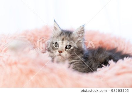 緬因浣熊的小貓 緬因浣熊的小貓 98263305