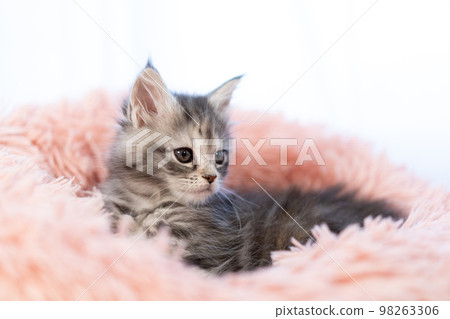 緬因浣熊的小貓 緬因浣熊的小貓 98263306