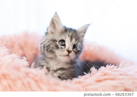 A kitten of Maine Coon A kitten of Maine Coon 98263307