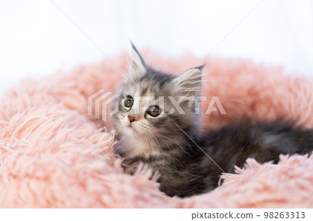 A kitten of Maine Coon 98263313