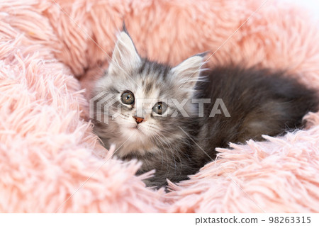A kitten of Maine Coon A kitten of Maine Coon 98263315