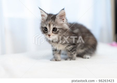A kitten of Maine Coon A kitten of Maine Coon 98263423