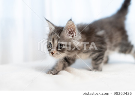 緬因浣熊的小貓 98263426