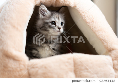 A kitten of Maine Coon 98263438