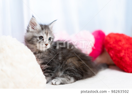 A kitten of Maine Coon A kitten of Maine Coon 98263502