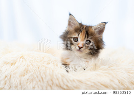 A kitten of Maine Coon A kitten of Maine Coon 98263510