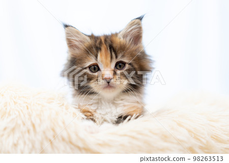 A kitten of Maine Coon A kitten of Maine Coon 98263513