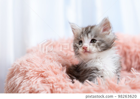 緬因浣熊的小貓 緬因浣熊的小貓 98263620