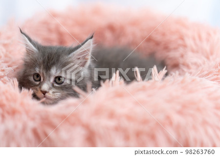 緬因浣熊的小貓 98263760