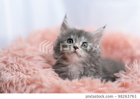 緬因浣熊的小貓 98263761