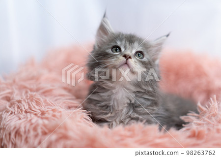 緬因浣熊的小貓 98263762