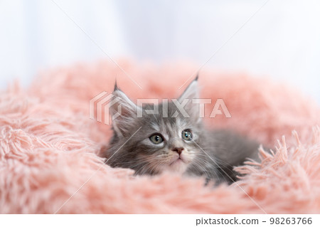 A kitten of Maine Coon A kitten of Maine Coon 98263766