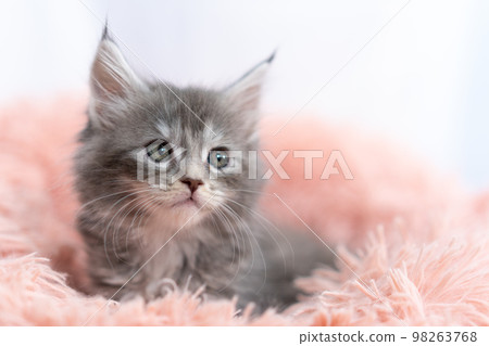 A kitten of Maine Coon 98263768